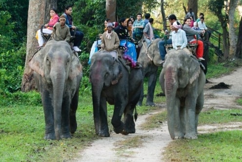 Gangtok Wildlife Tour Packages | call 9899567825 Avail 50% Off